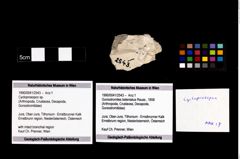 Foto (Objekt + Etikett) von Cycloprosopon sp.  (NHMW-GEO-1990-0041-2543)